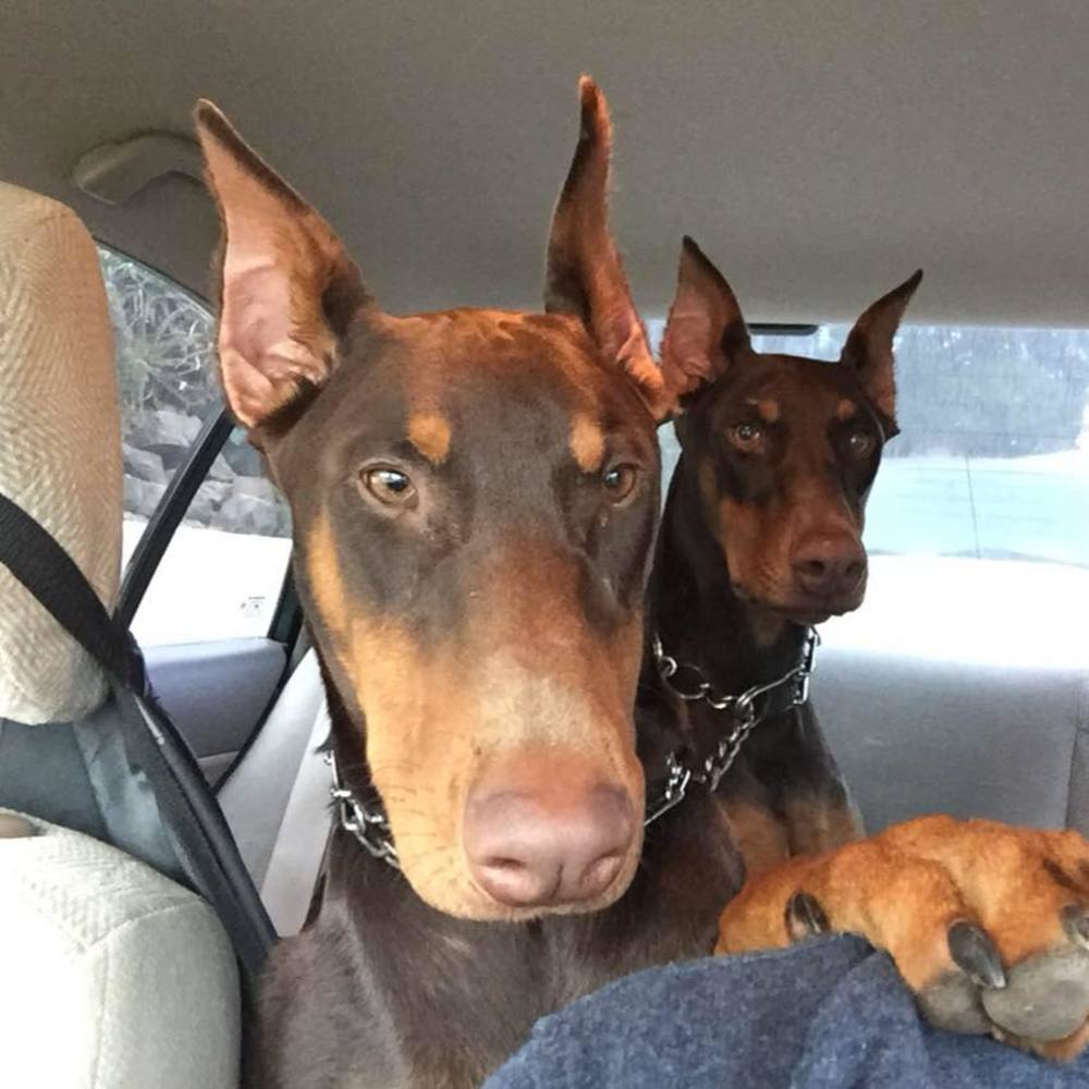 Meet your Posher, Gloria